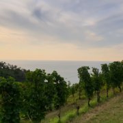Un vignoble sur une colline surplombant une mer calme sous un ciel partiellement nuageux. Les rangées de vignes s'étendent sur la pente vers l'eau, avec des arbres visibles à l'horizon. Le paysage sur mesure est capturé pendant une fin d'après-midi sereine ou un début de soirée.